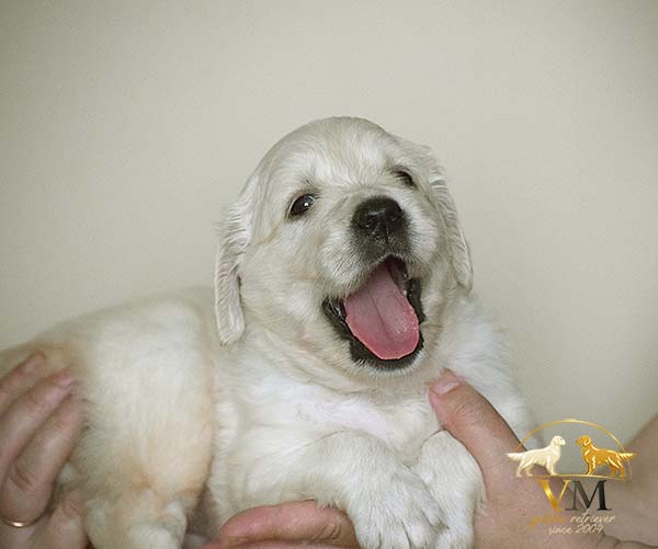 Golden Retriever kennel