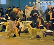 Brava Victoria VLANTI DELIMAR