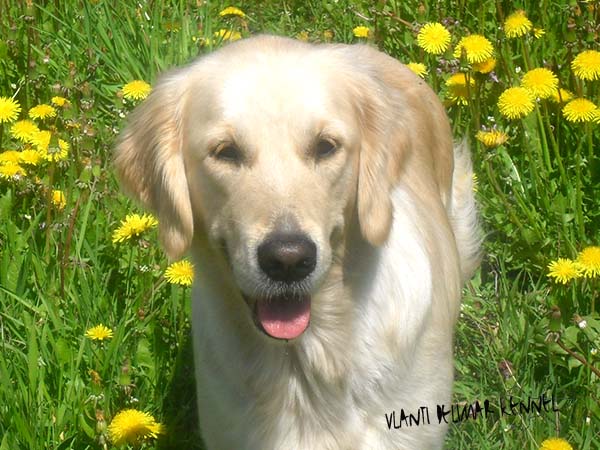 VLANTI DELIMAR kennel