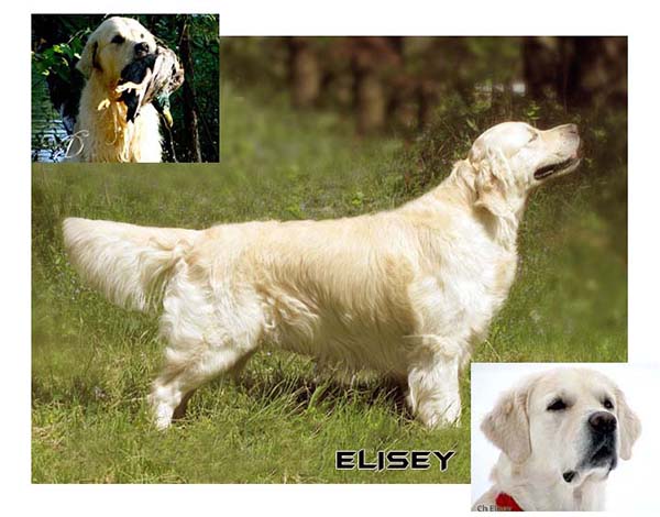 Inter-,MultiCh ELISEY