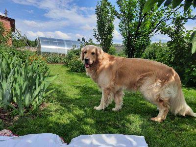 VLANTI DELIMAR kennel