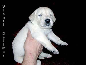 VLANTI DELIMAR puppies