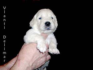 VLANTI DELIMAR puppies