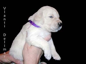 VLANTI DELIMAR puppies