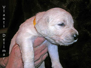 VLANTI DELIMAR puppies