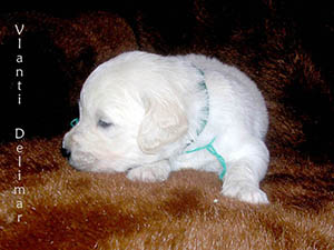VLANTI DELIMAR puppies