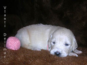 VLANTI DELIMAR puppies