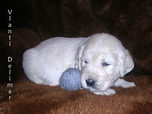 VLANTI DELIMAR puppies