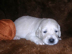 VLANTI DELIMAR puppies