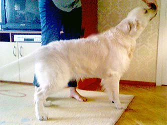 vlanti delimar puppies
