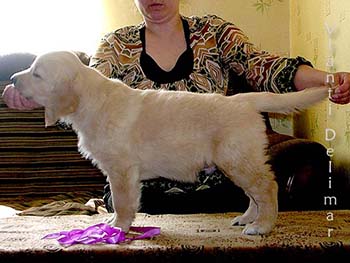 VLANTI DELIMAR puppies