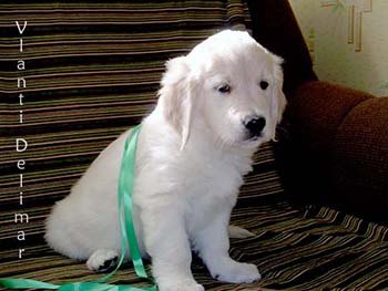 VLANTI DELIMAR puppies