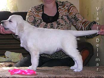 VLANTI DELIMAR puppies