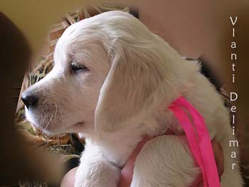 VLANTI DELIMAR puppies