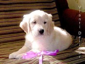 VLANTI DELIMAR puppies