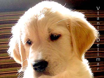 VLANTI DELIMAR puppies