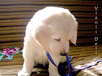 VLANTI DELIMAR puppies
