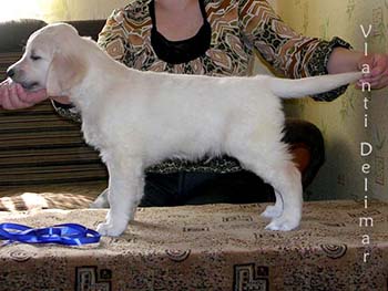 VLANTI DELIMAR puppies