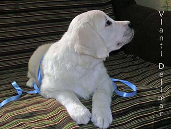 VLANTI DELIMAR puppies